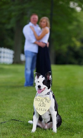 How To Include Dog At Wedding | Cute Dogs At Wedding Ideas - SHEfinds