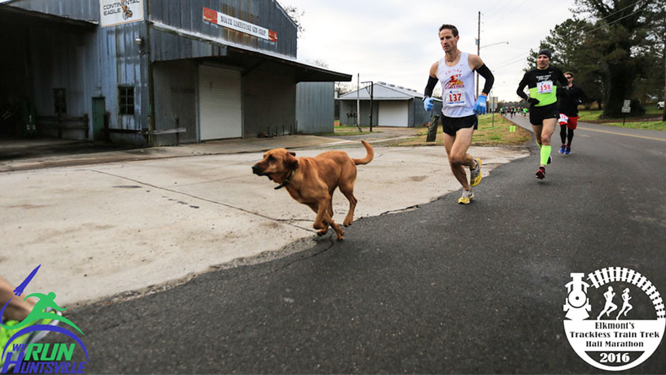 can a dog run a marathon