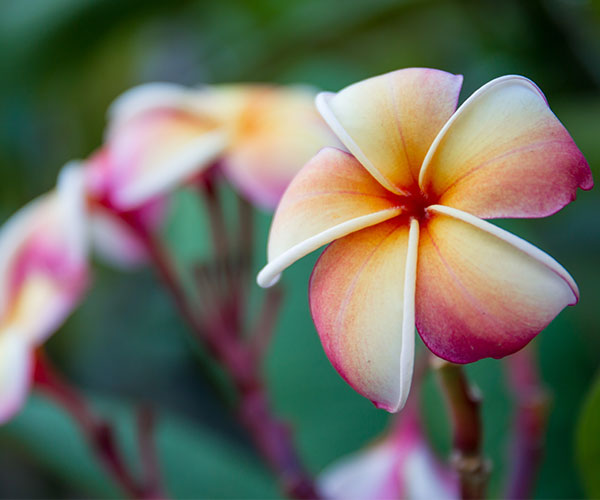 10 Things Couples Should Consider Before Having A Hawaiian Wedding ...