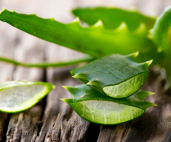 aloe vera