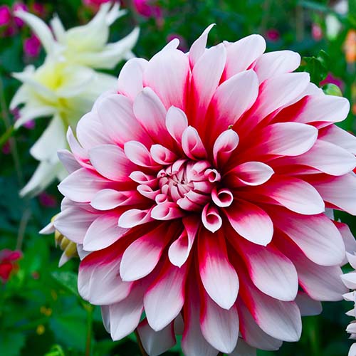 Dahlia