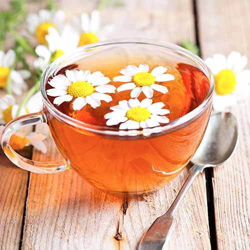 chamomile tea