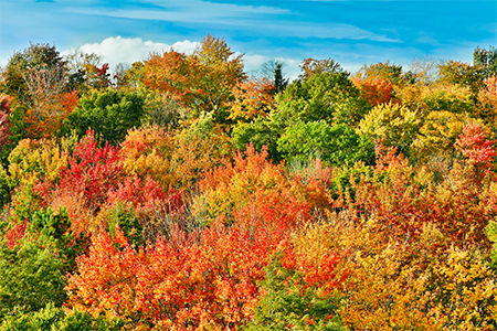 fall foliage