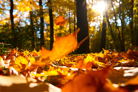 fall leaves