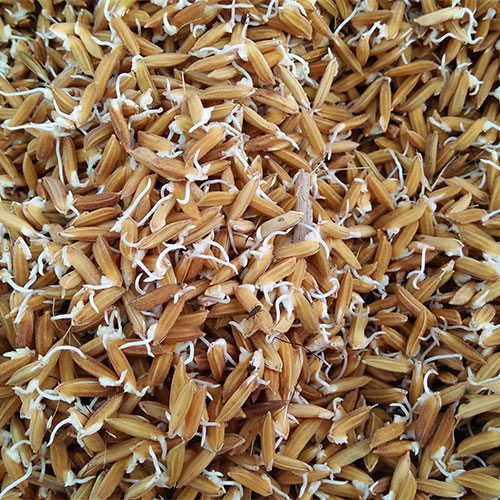 sprouted grains