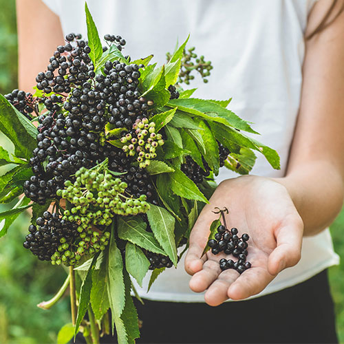 best vitamin c elderberry vitamin immune support