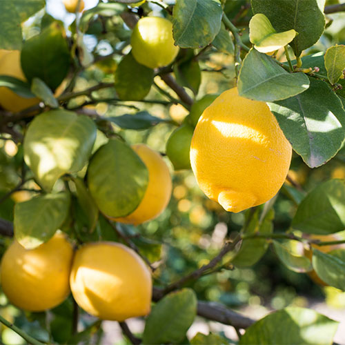 lemon tree