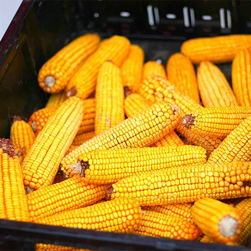 corn worst vegetable for salad unhealthy