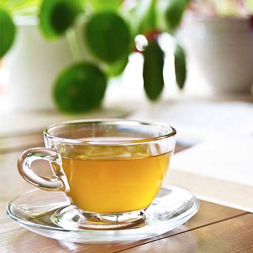 best green tea hot drink boost metabolism