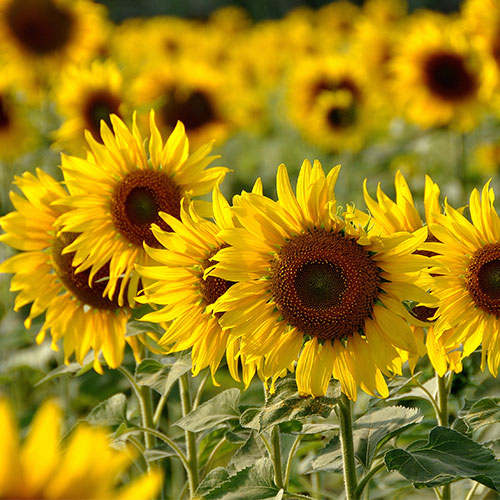 sunflower oil worst cooking ingredient