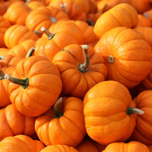 pile of pumpkins