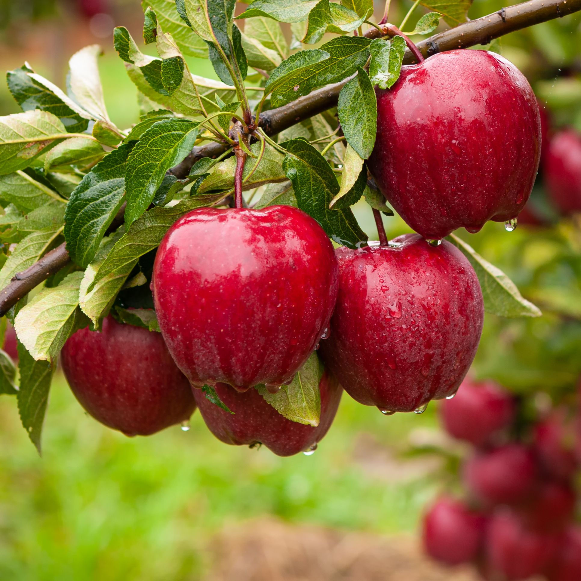 apples connected  tree