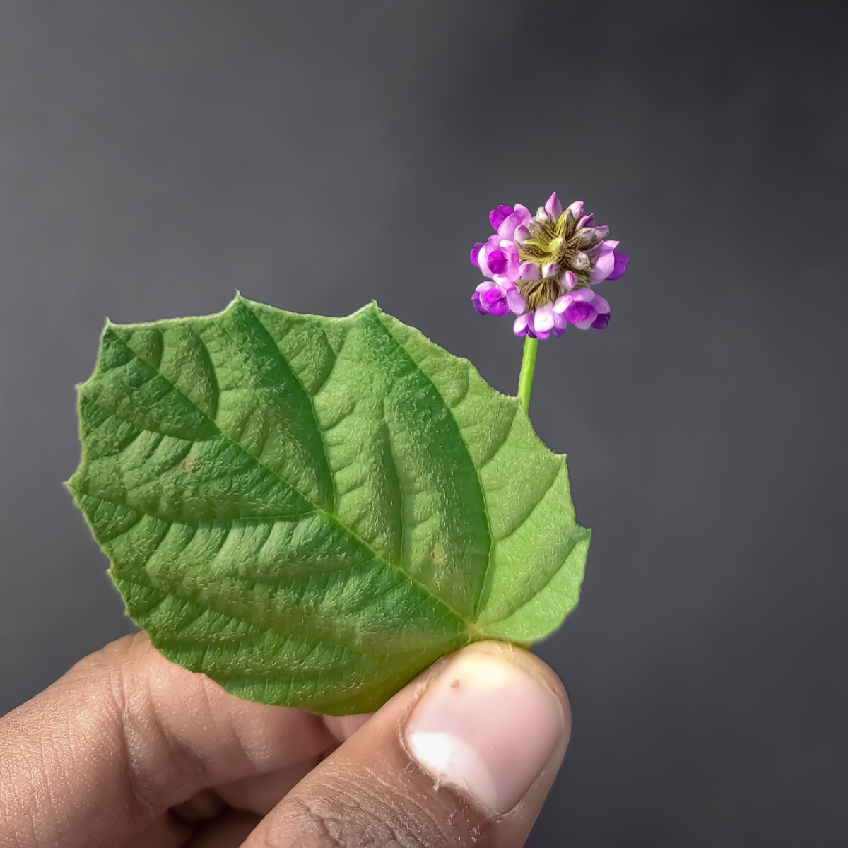 Person holding the babchi plant.