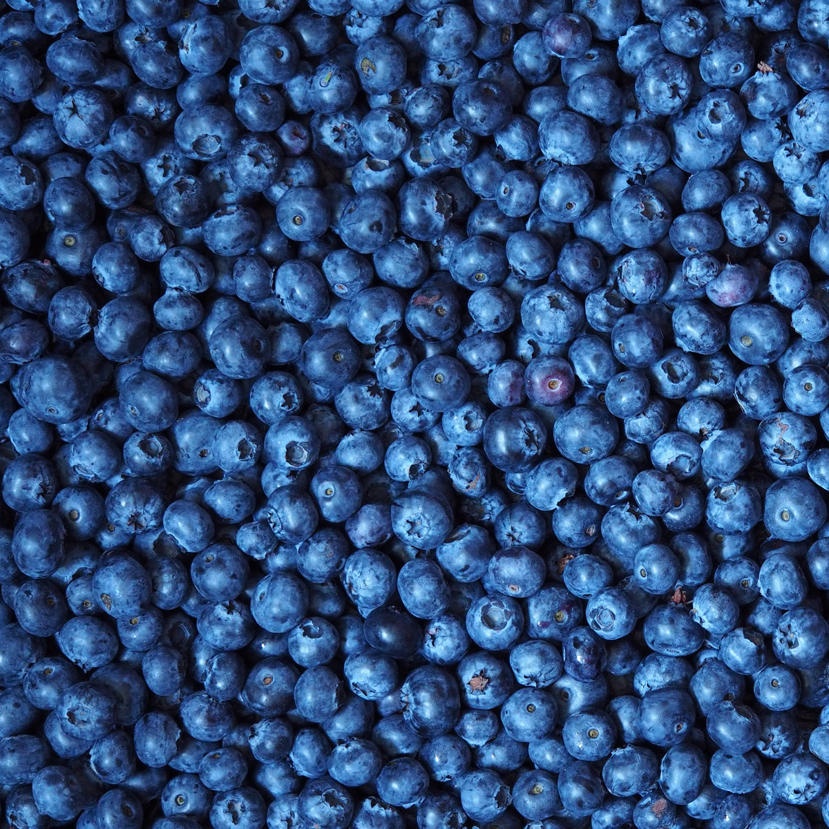 Blueberries.