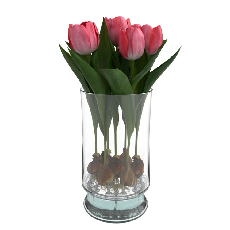 Bloomaker tulips in vase