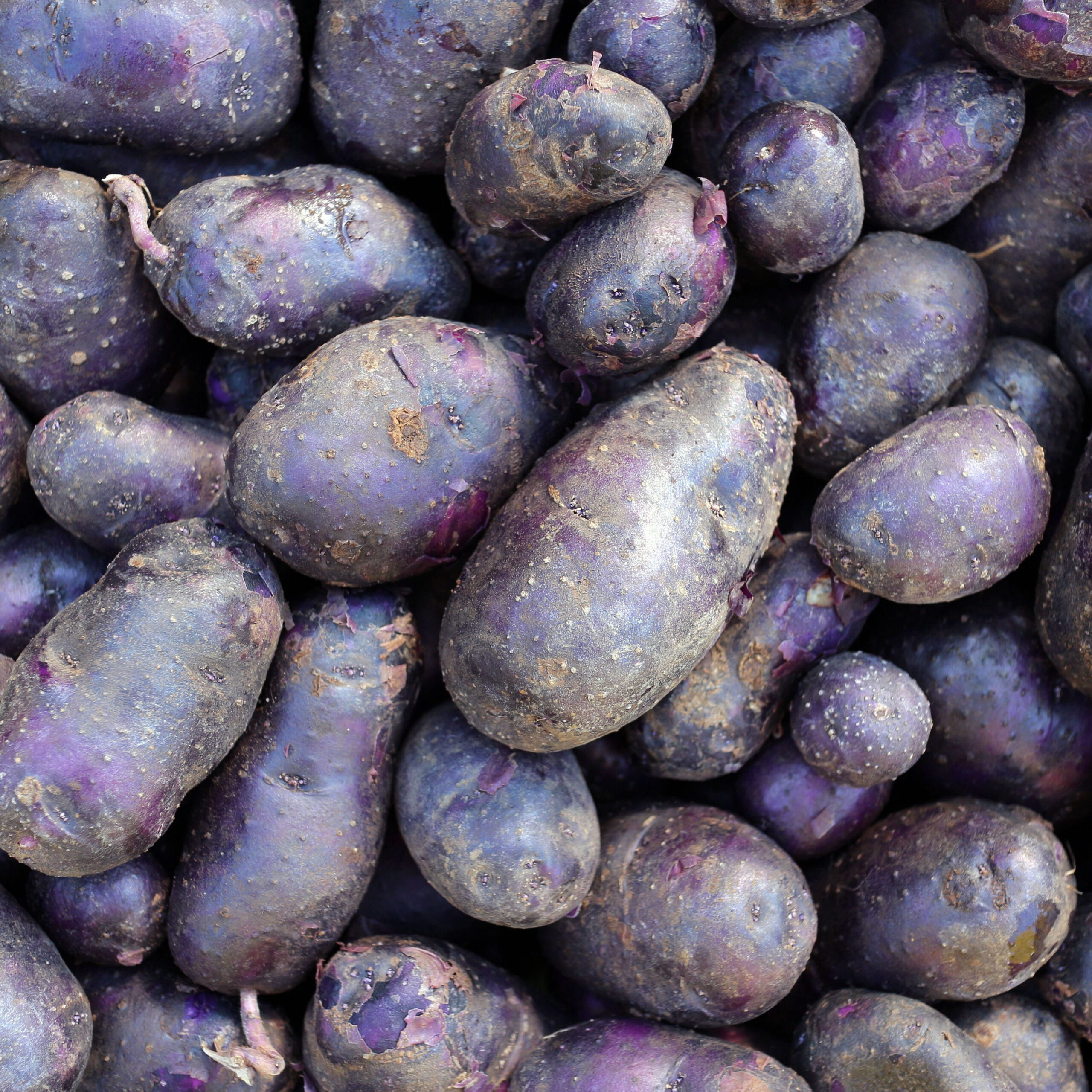 картошка сорт рябинушка фото