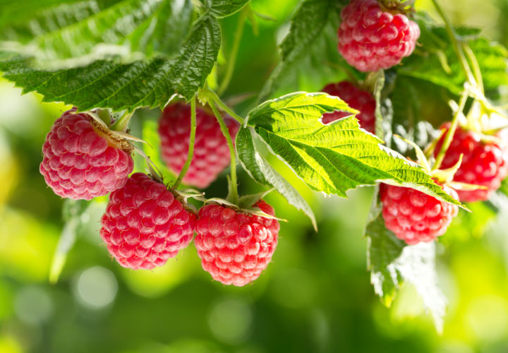 Raspberries on a bush