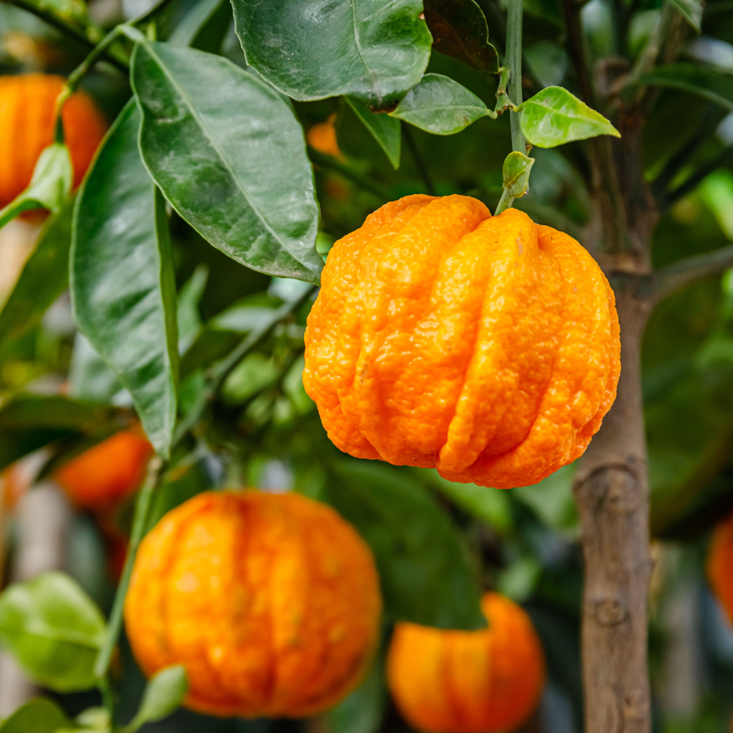 bitter oranges on branches