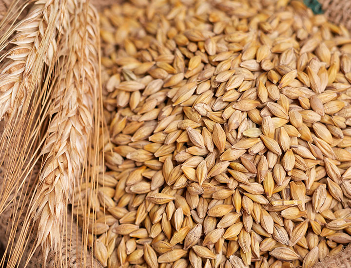 Uncooked barley grains