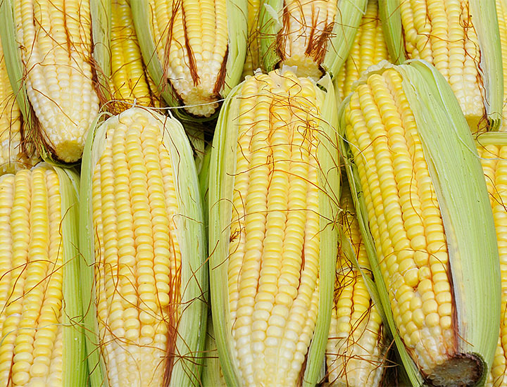 ears of corn in husks