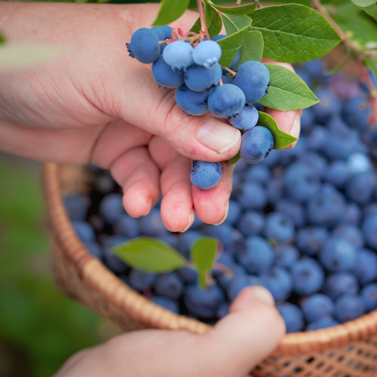 blueberries in a basket