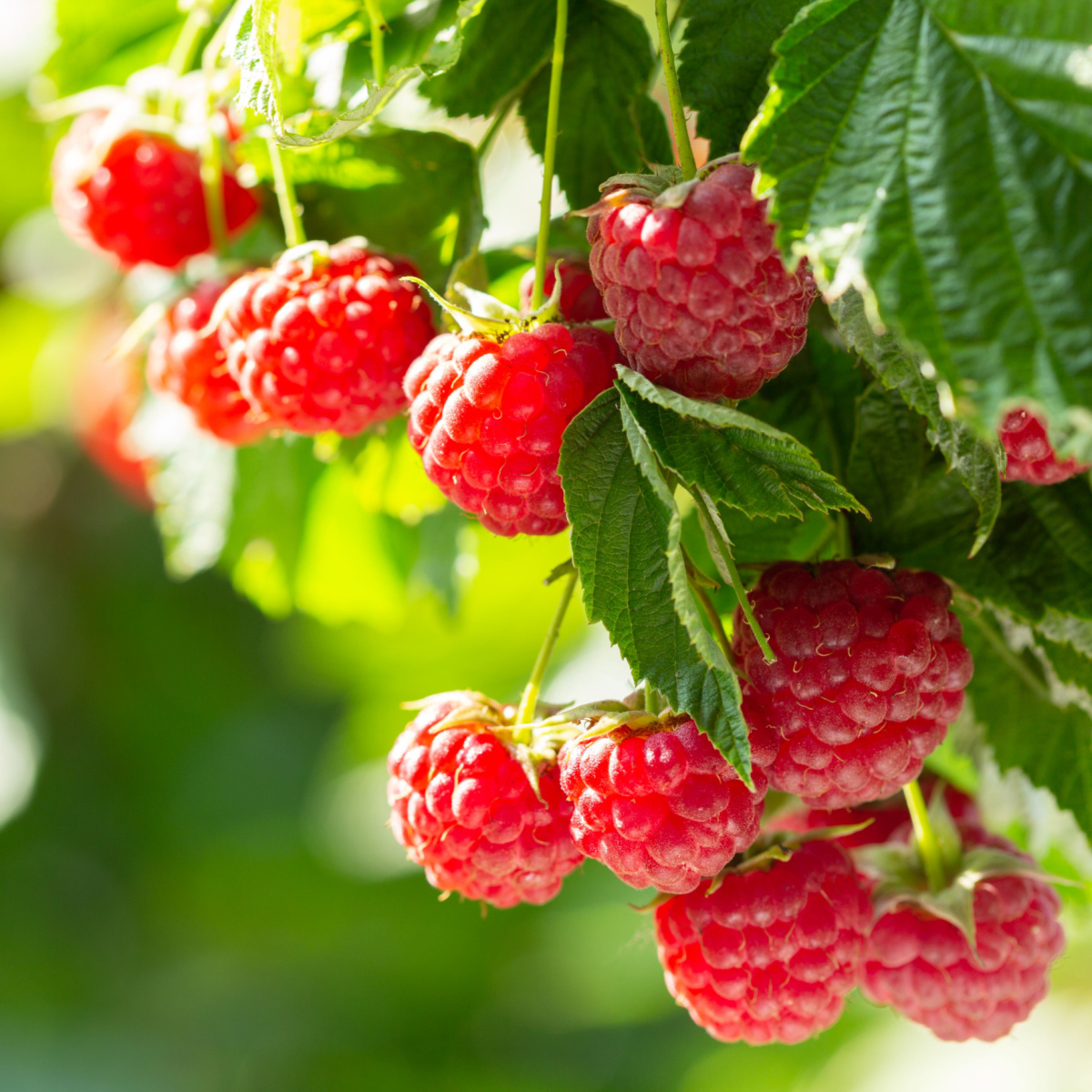 raspberries on a branch