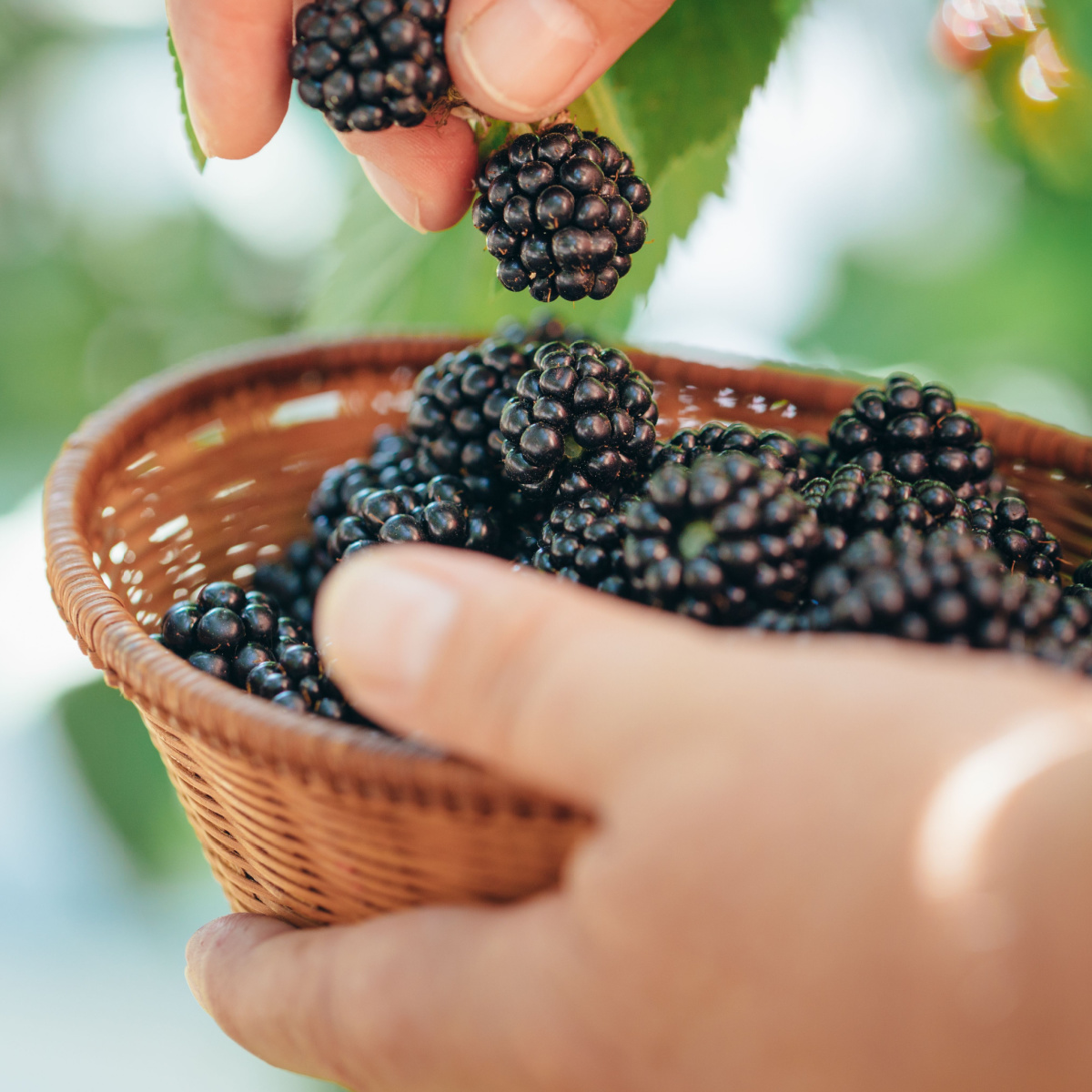 Blackberries picked off tree