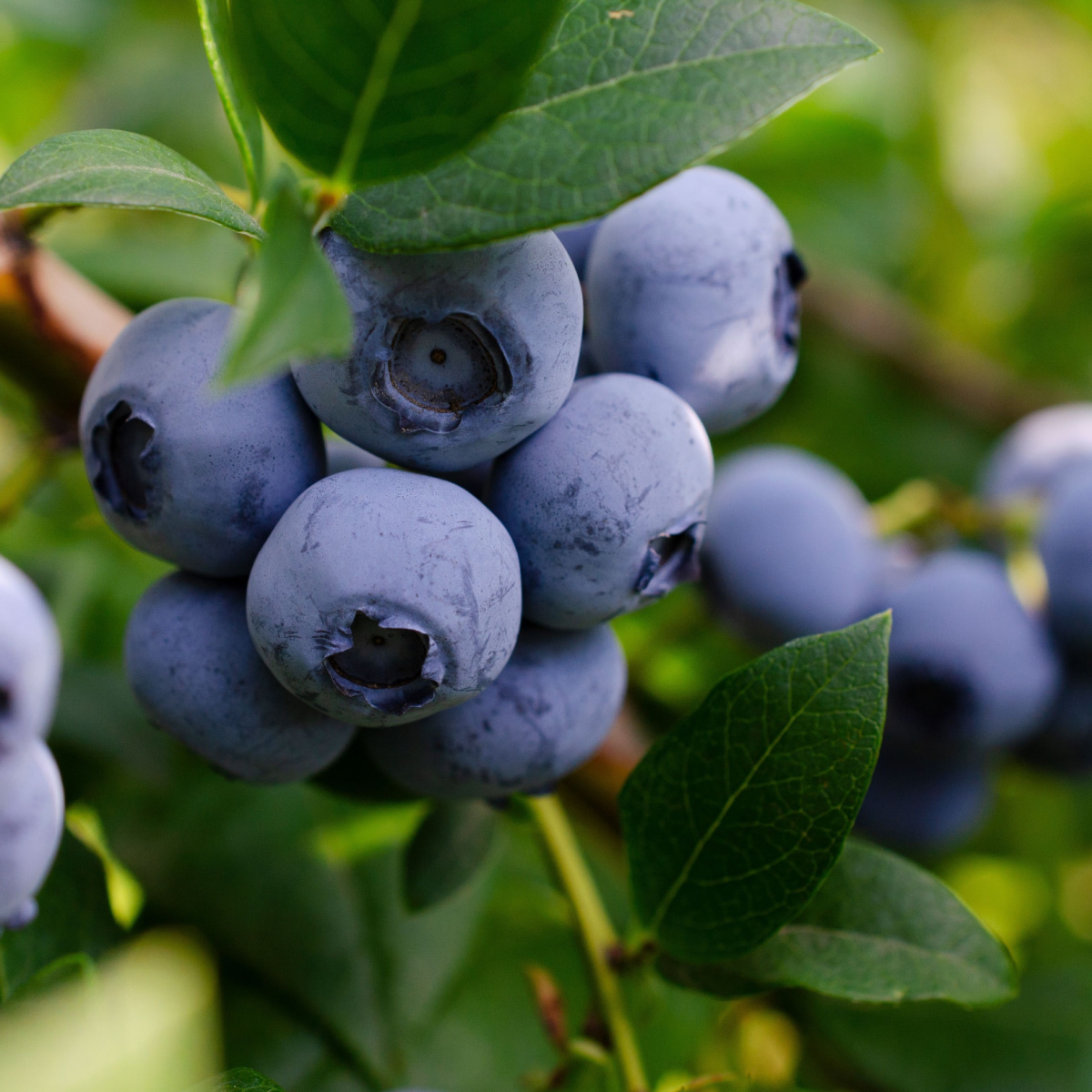 blueberries