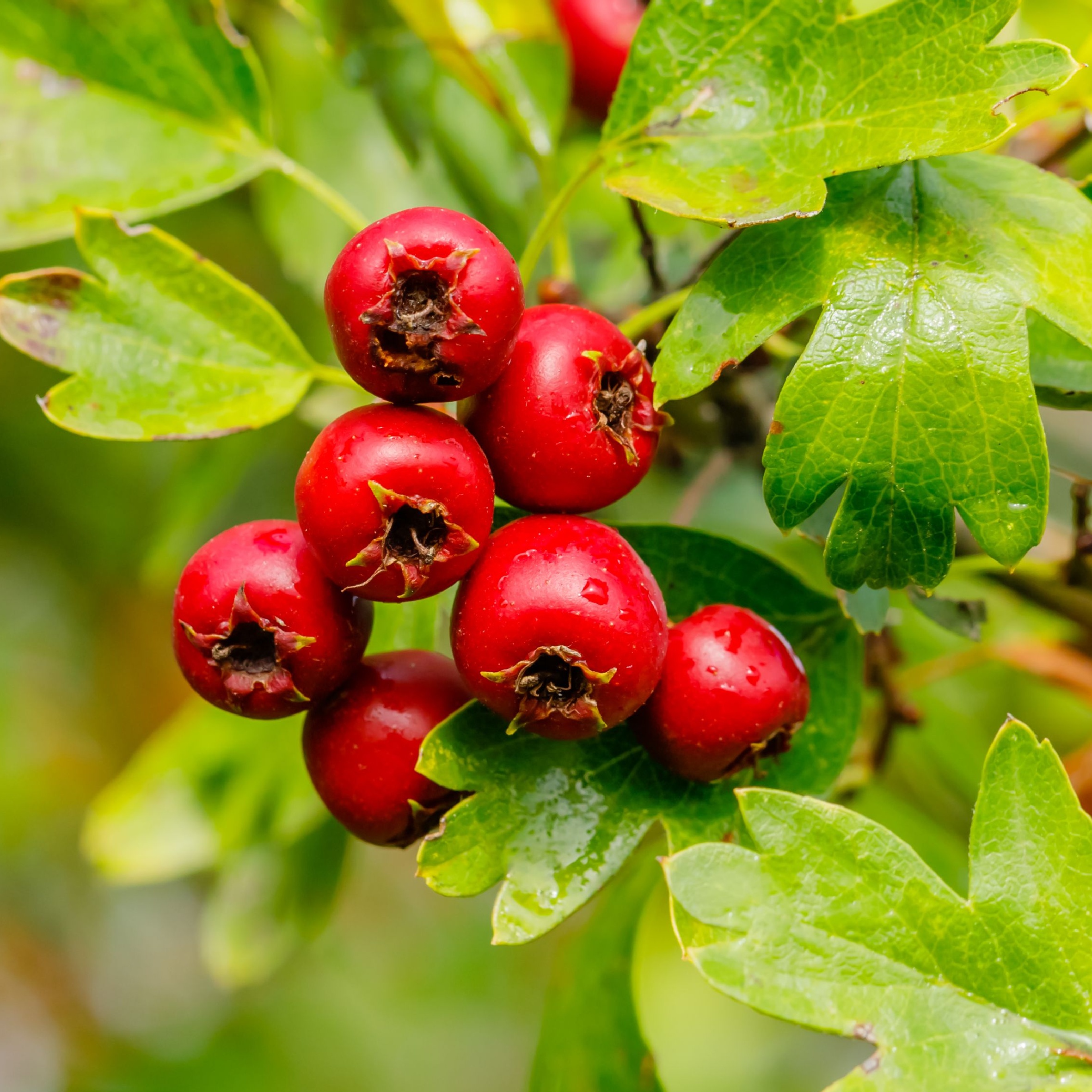 hawthorn