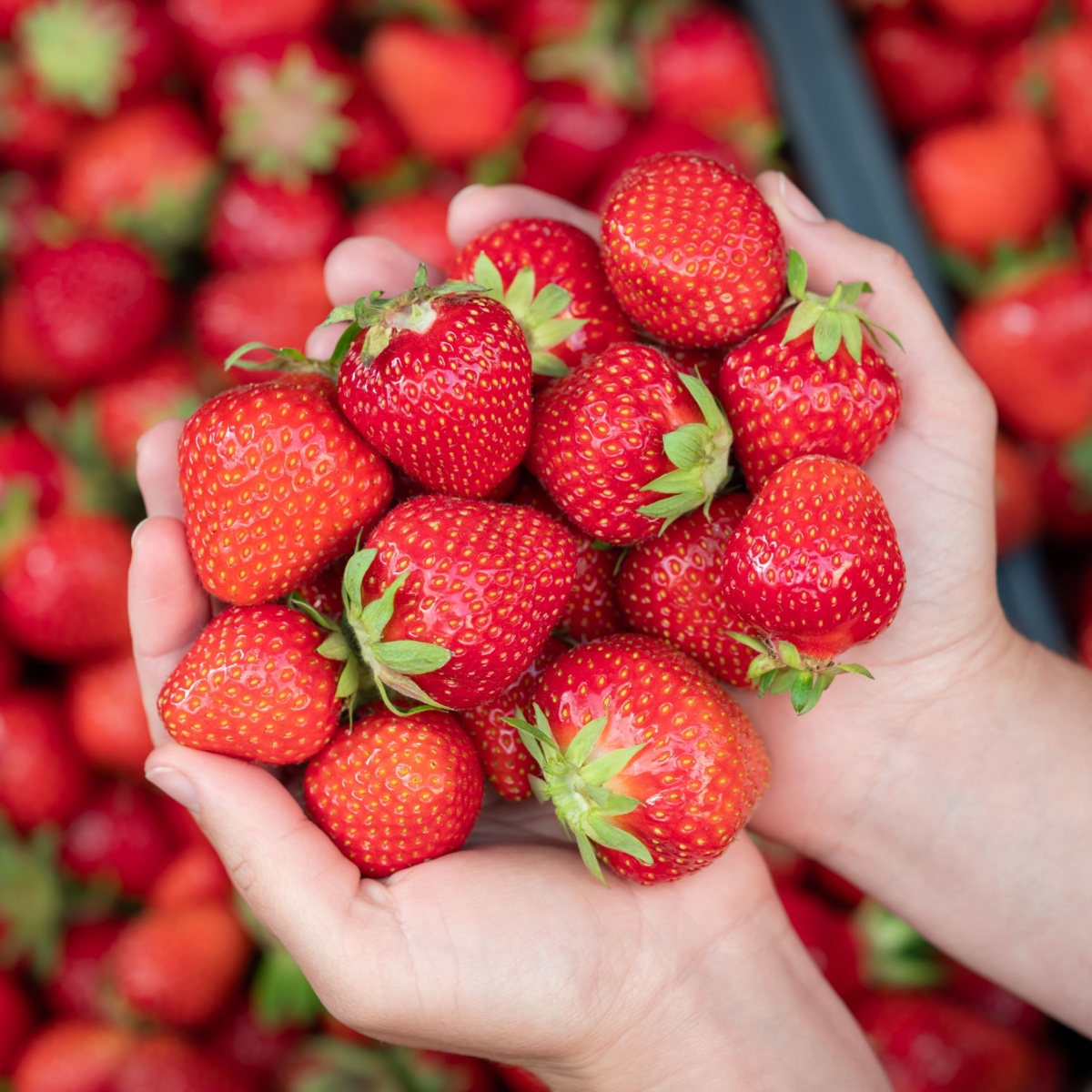 person holding strawberries