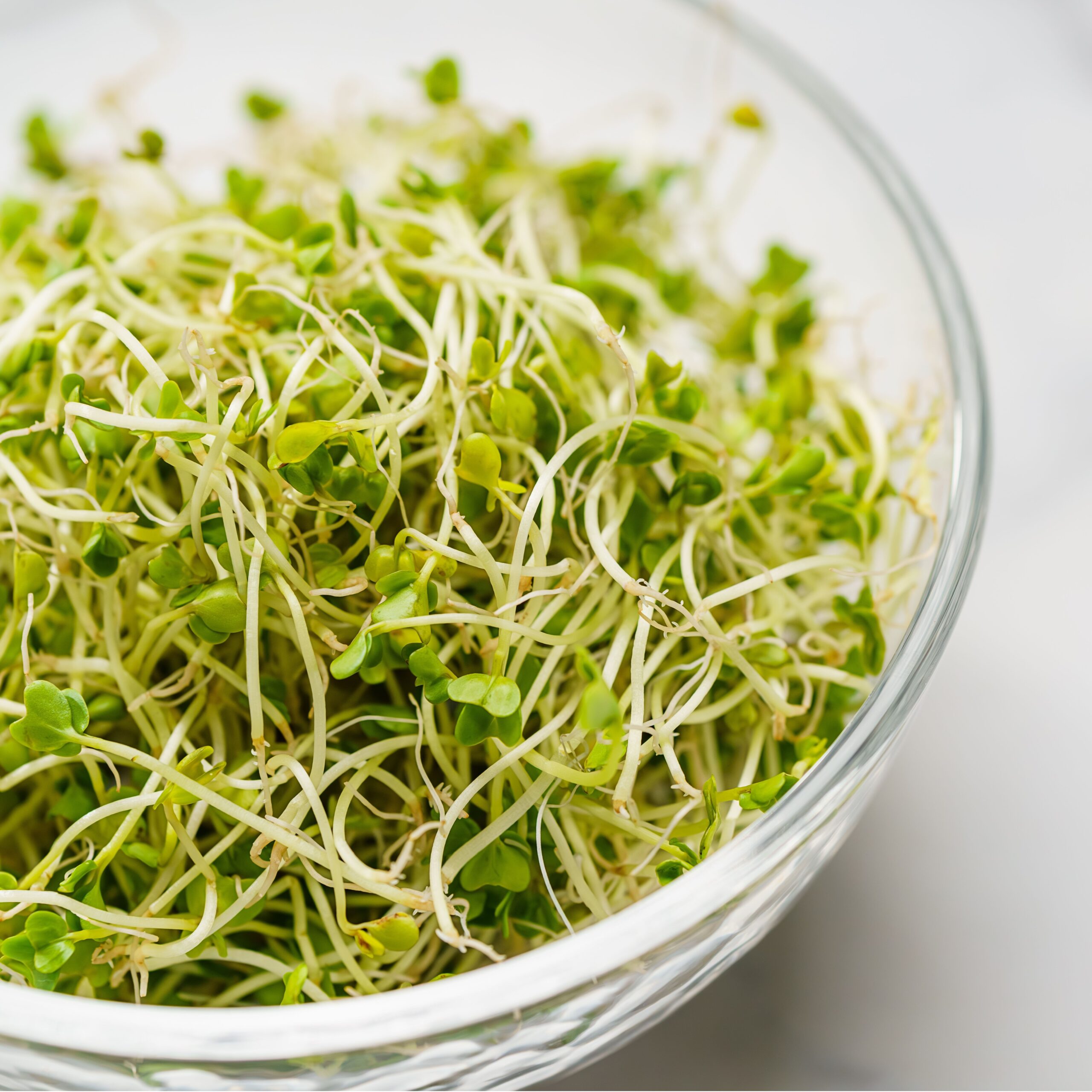 broccoli sprouts