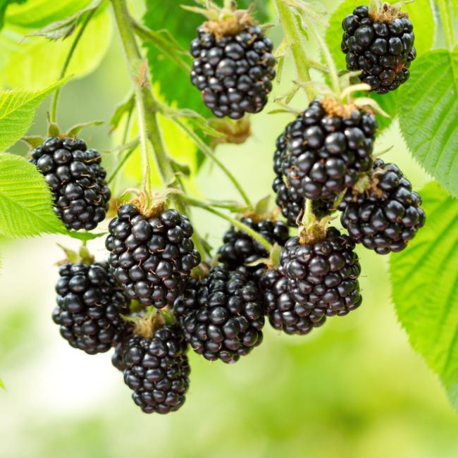 blackberries