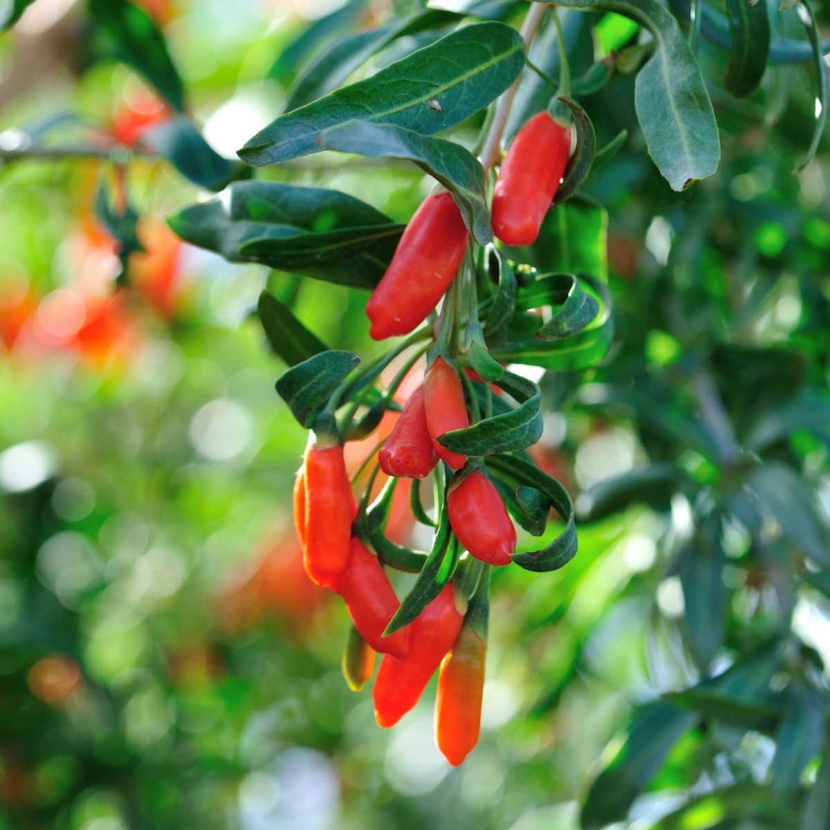 goji berries