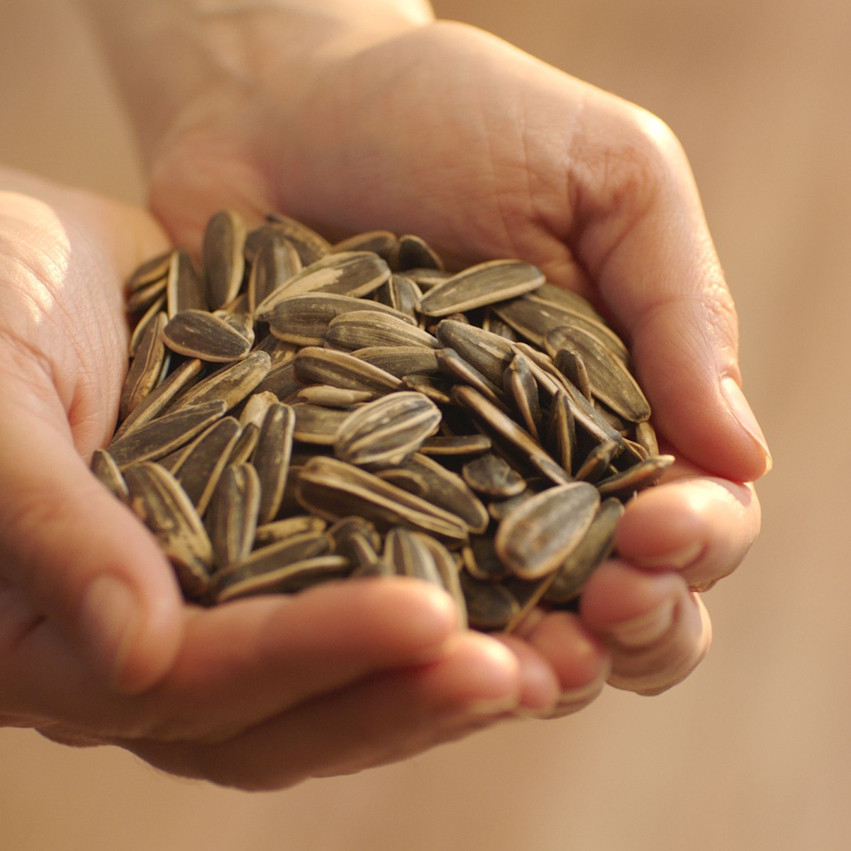 sunflower seeds