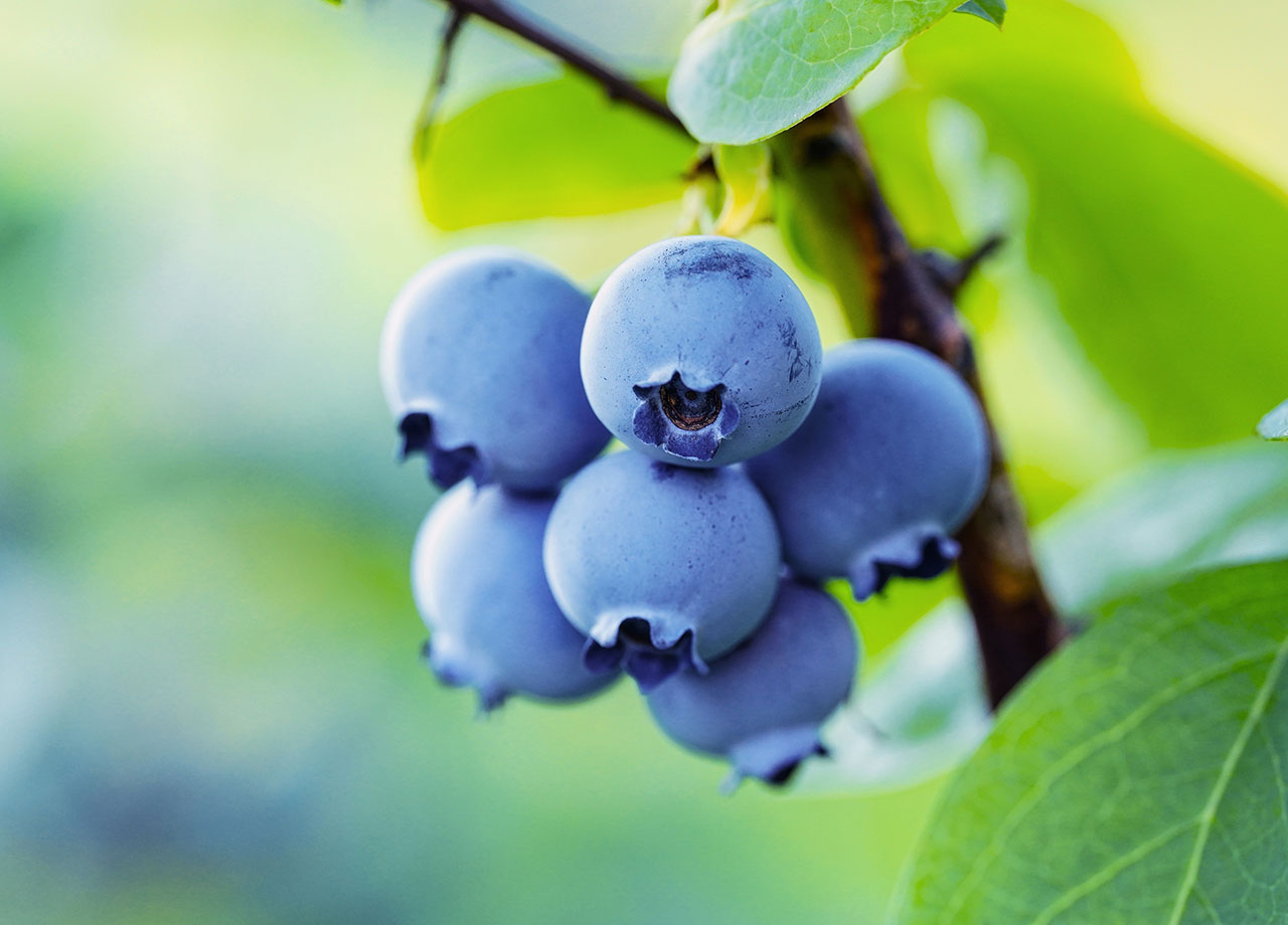 blueberries