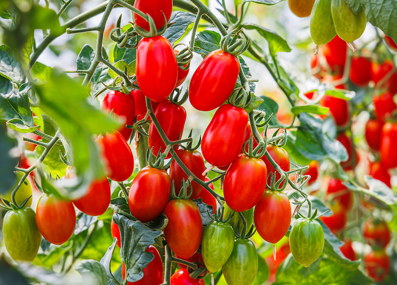 red ripe tomato fruits grow in garden