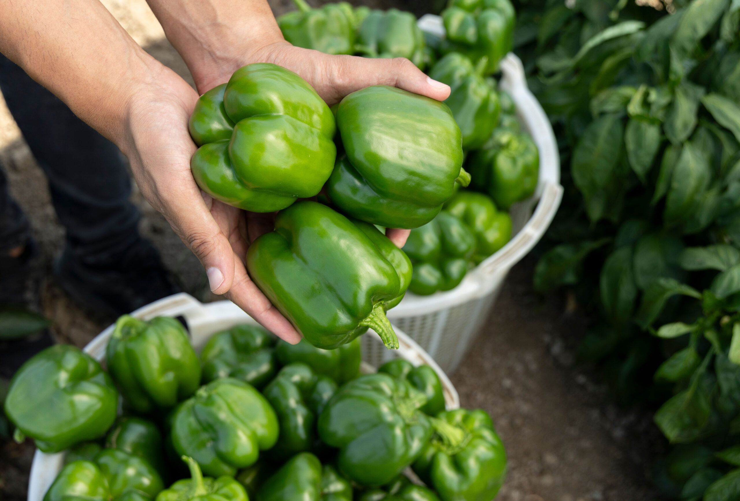 green peppers