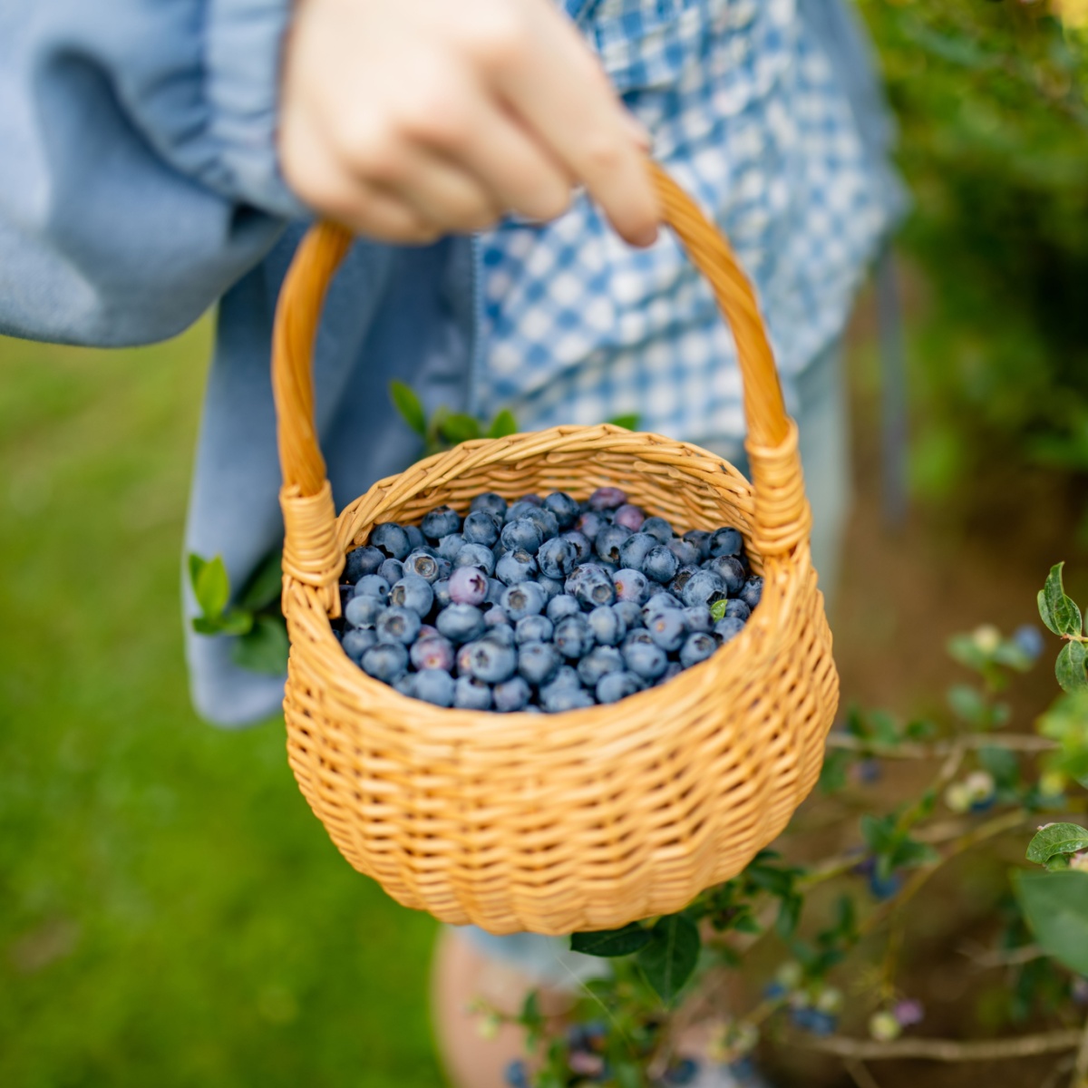 basket of blueberries