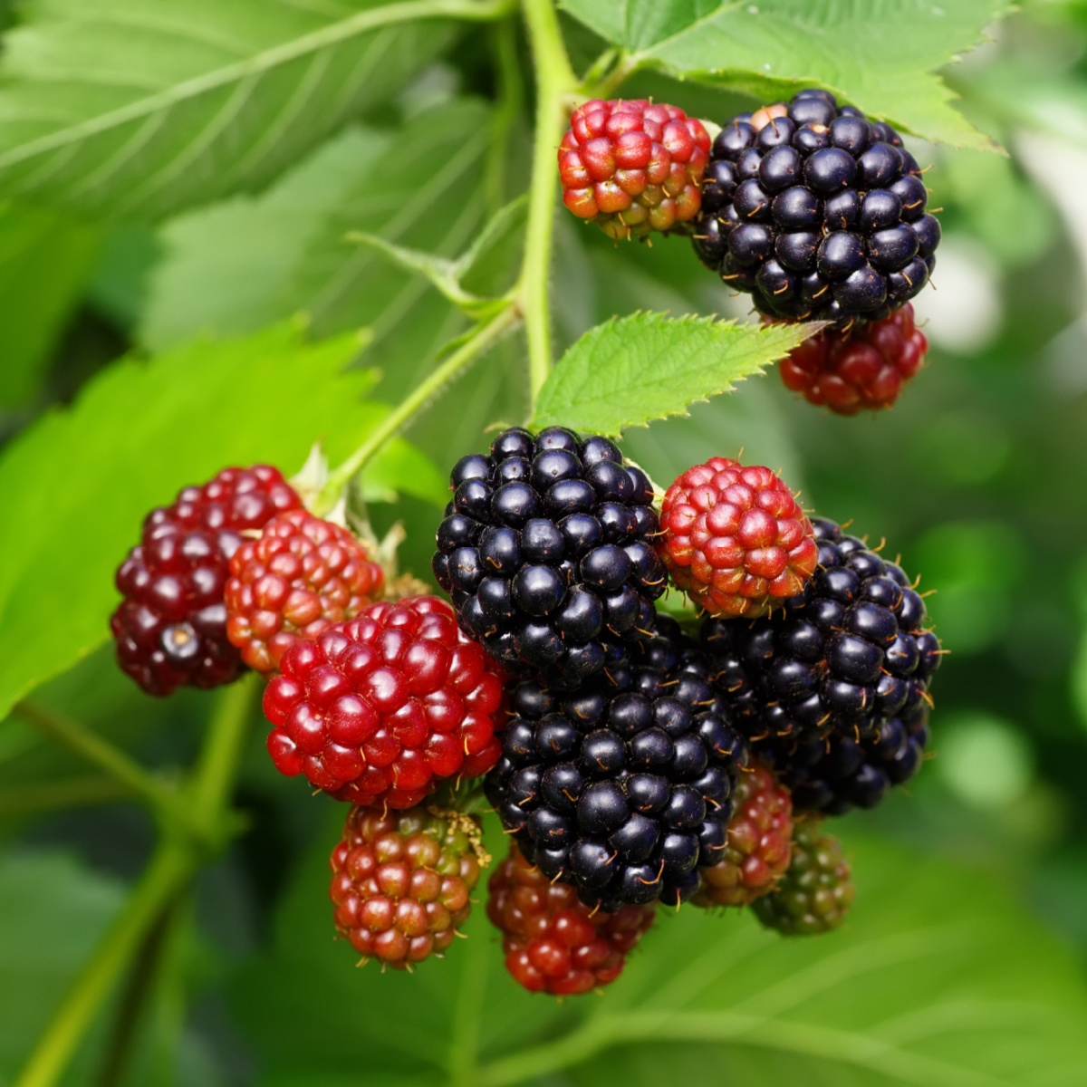 blackberries