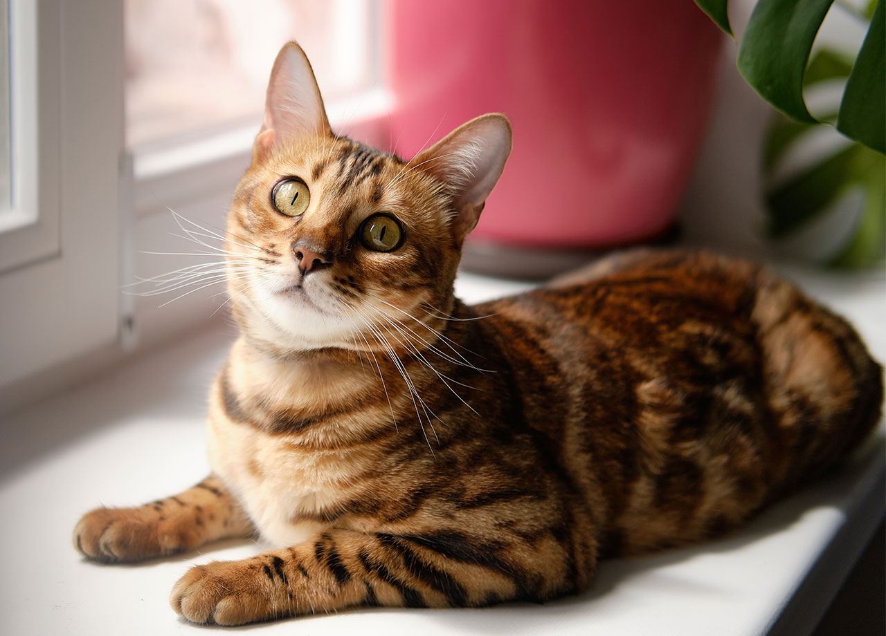 bengal-cat