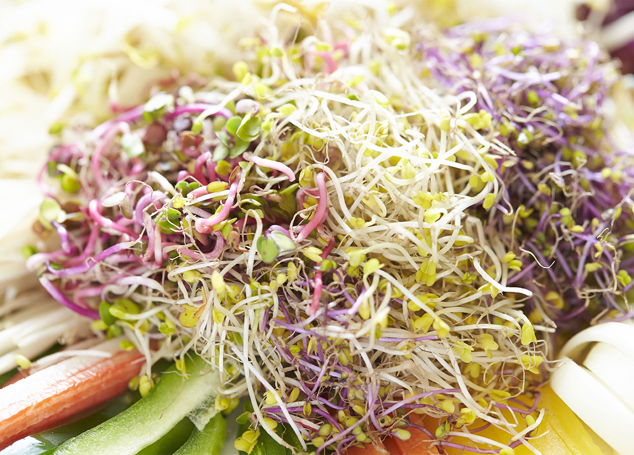 bean-sprouts