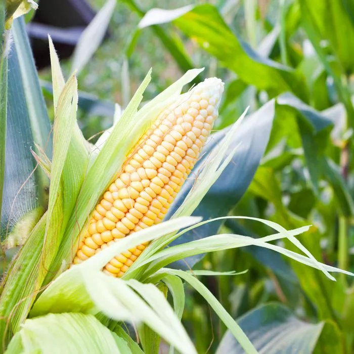 corn