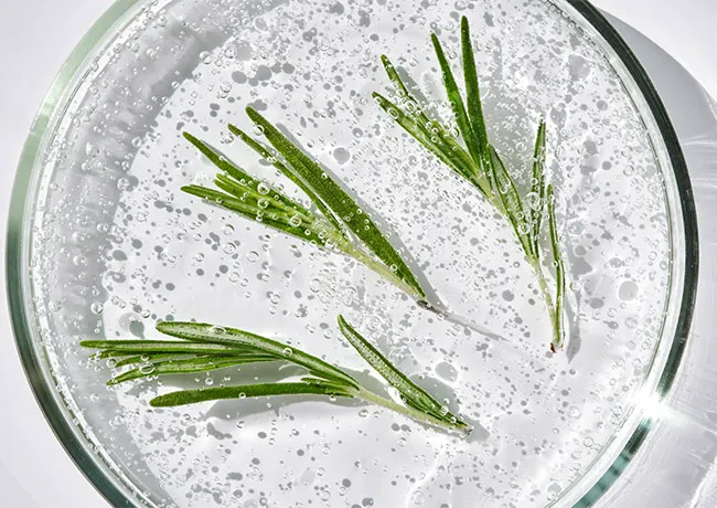 rosemary