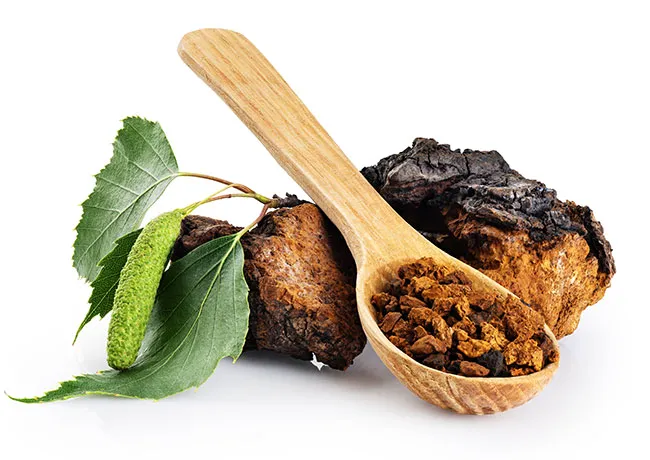 chaga-mushroom