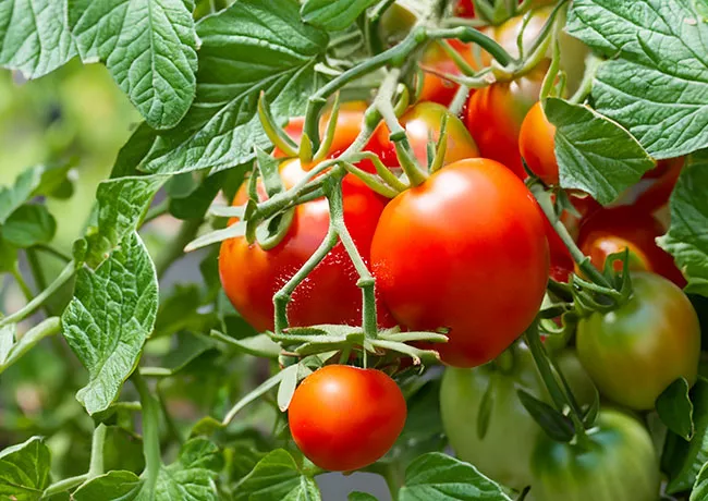 tomatoes