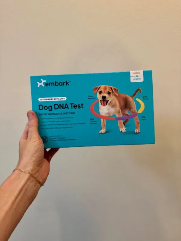 "Dog sitting on a couch with a person"
