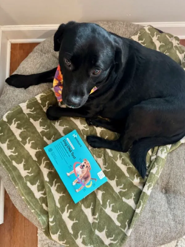 "Close-up of a black lab mix dog"