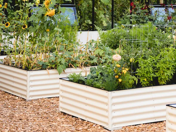 "Tall raised garden bundle filled with plants"