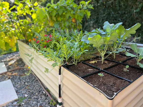 Tall raised garden bundle with a single product filled with plants