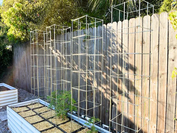 Tomato cages set up in a garden bed